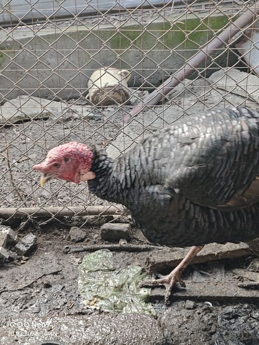 Продам индюка,самец-2024г.р