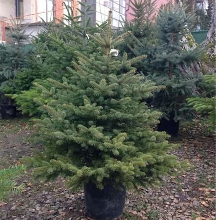 Vand brazi la ghiveci  pentru nunți și obiceiuri