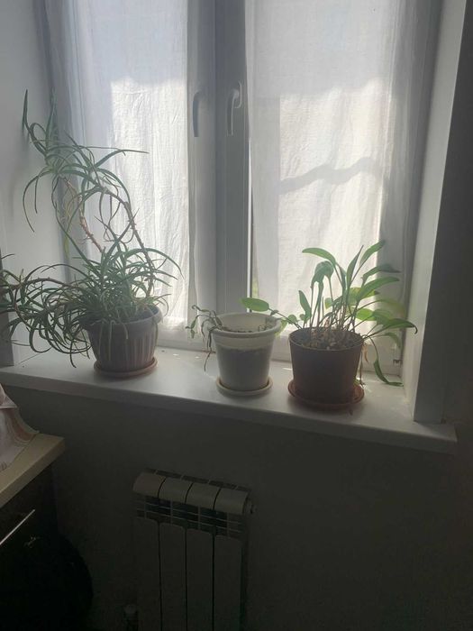 Комнатные растения