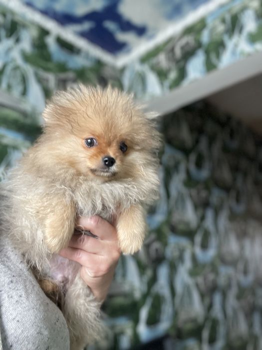 Щенки шпица