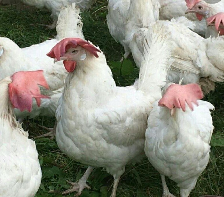 Куры несушки легорны