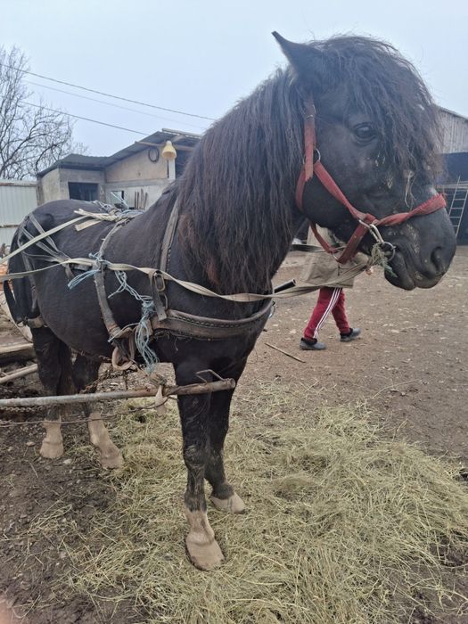 Armăsar de vânzare