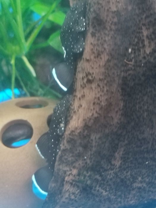 L 181 Звёздчатый анциструс