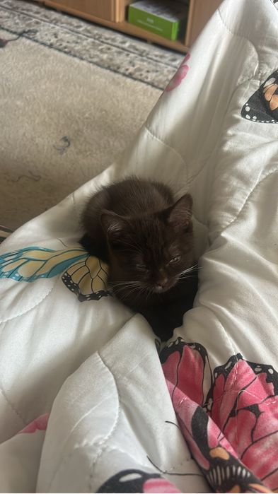 Отдам котенка даром