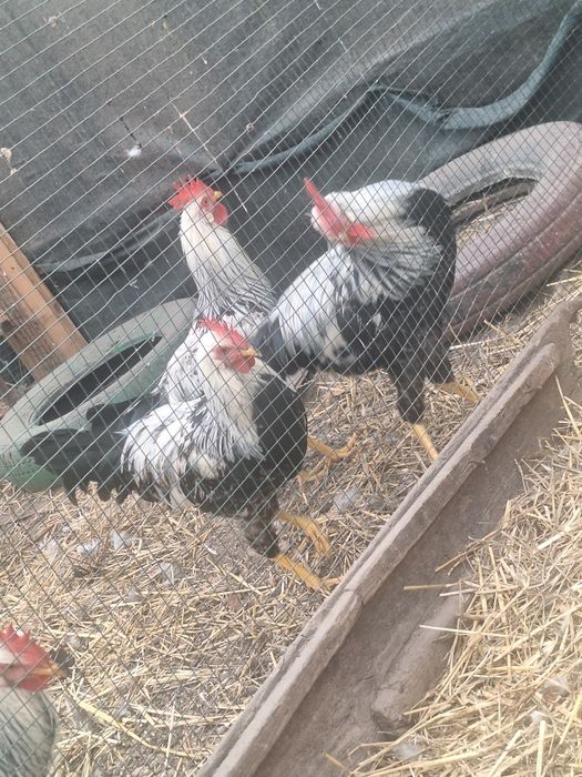 Cocoși de rasa italiana argintie și austrolorp