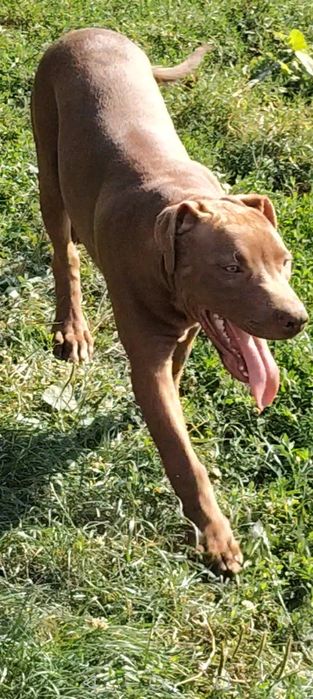 Mascul Amstaff doar pentru cei interesați