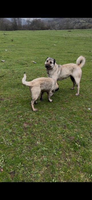 Турски Кангал 3 години