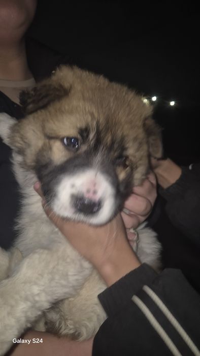 .Собака. алабай.