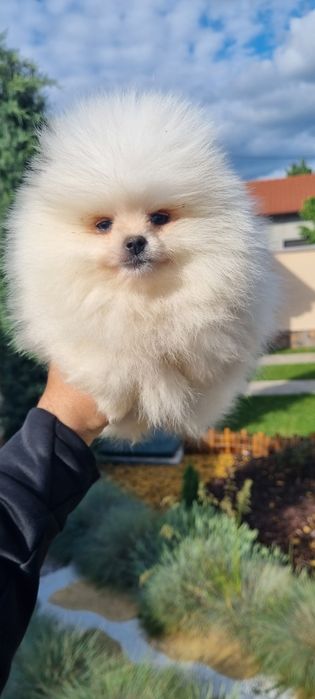 Померанче  мини померан