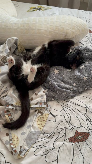 Отдам кота в добрые руки