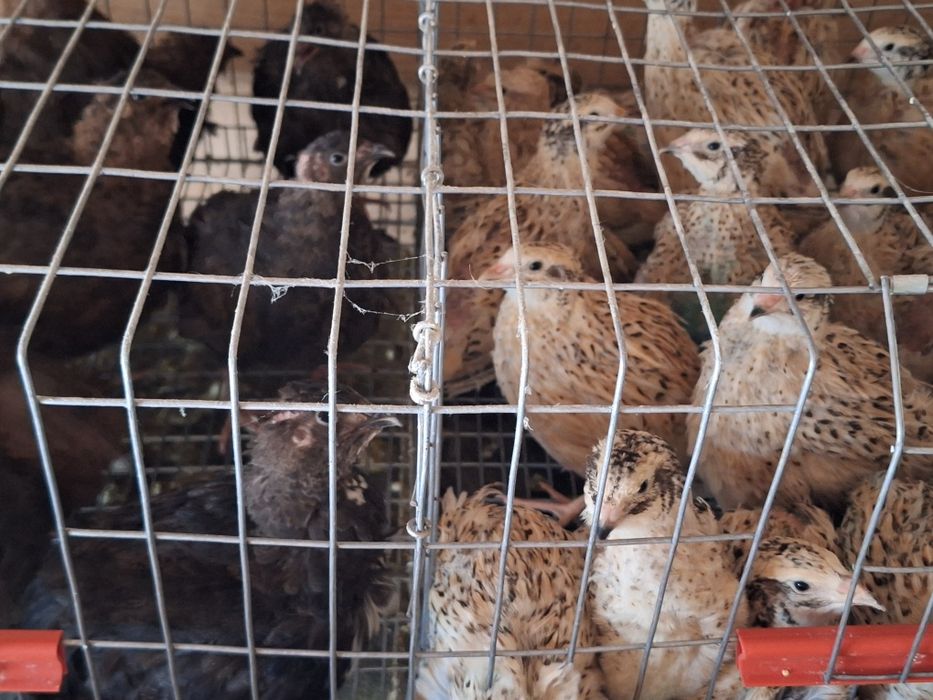 Oua prepeliță incubat Polara Giganta,Jumbo Gold,jumbo lavandă și Cel