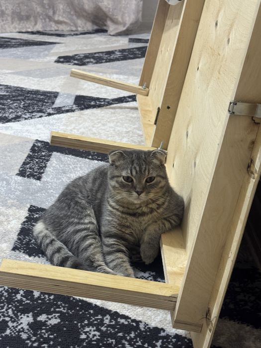 Кот для вязки. Ищет кошечку.