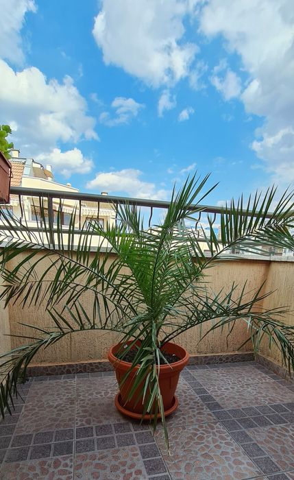 палма., многогодишна, Бенджамин