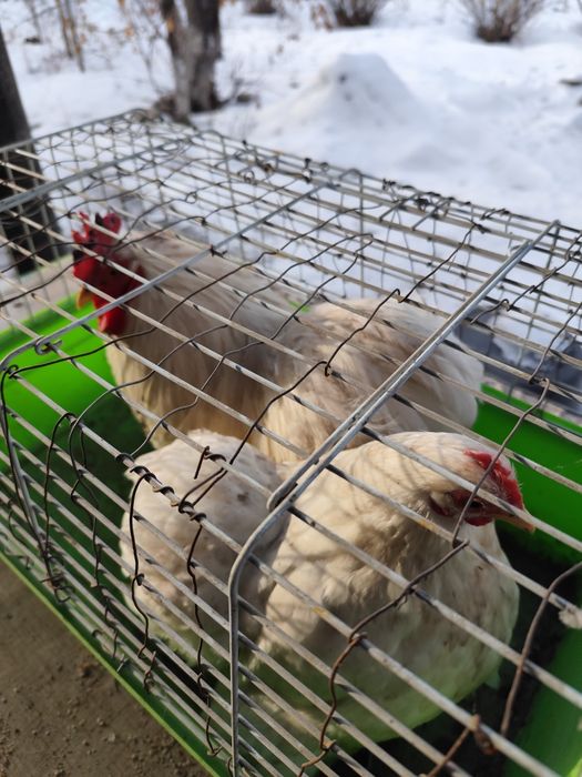 Кохинхины карликовые белые пара