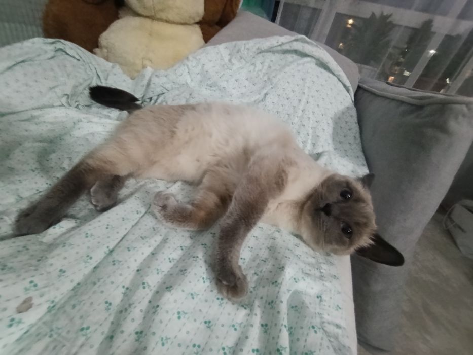 отдам сиамскую кошку!