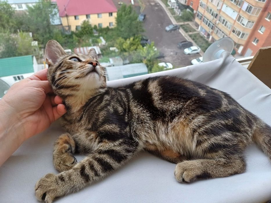 Котёнок Дионис - счастье в Ваш дом