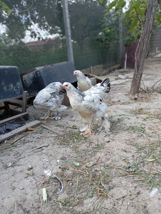 Vând ouă de găină Brahma