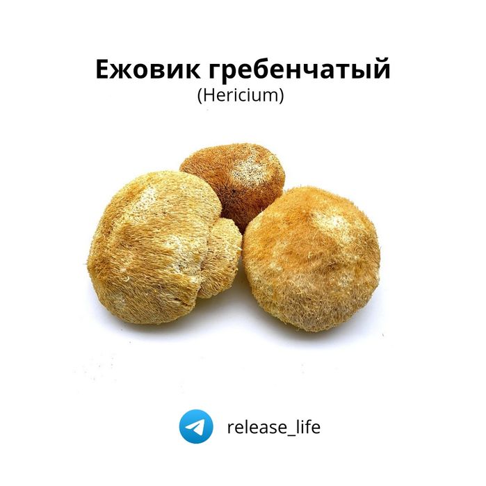 Сушеные лечебные грибы