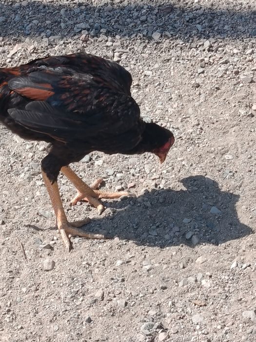 Ноябрьский  Жужа