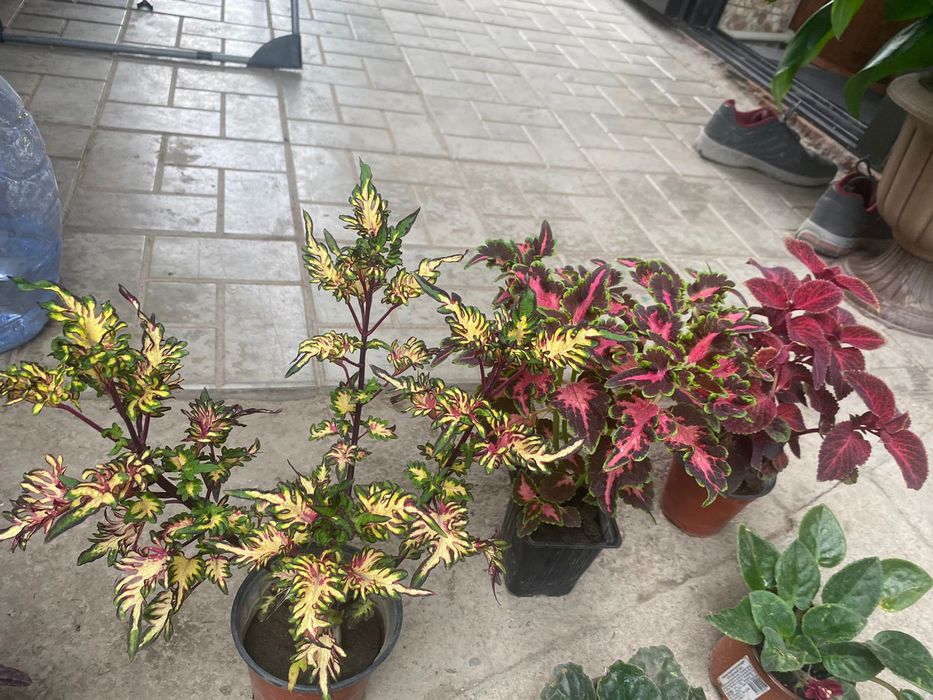 Цветы.  Фиалки   от 800 тг