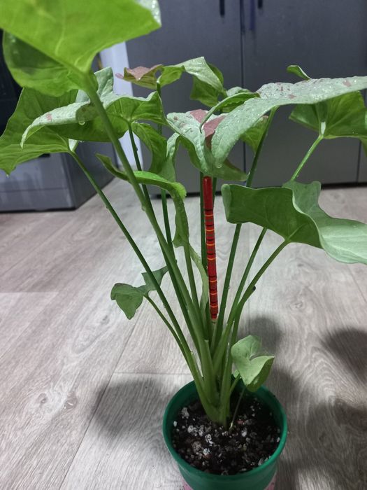 Продаётся Сингониум