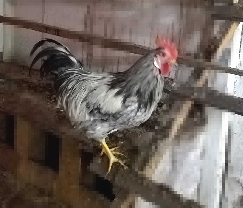 Продам молодых петушков.