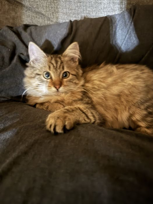 Подарю в добрые руки котенка девочку, к лотку приучена