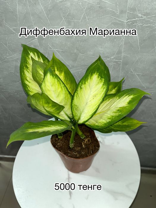 Комнатные растения
