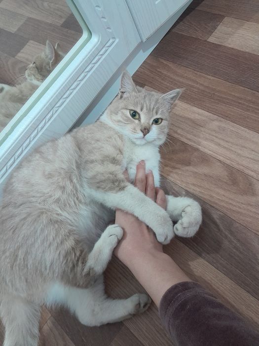 Шатландская домашняя кошка