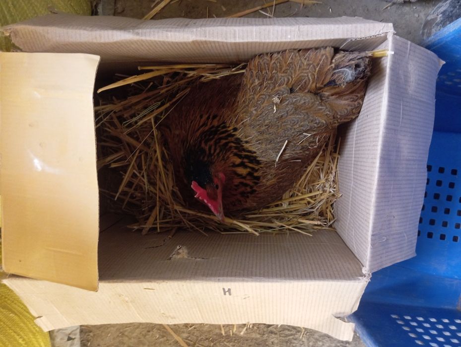 Курк Товук патаки