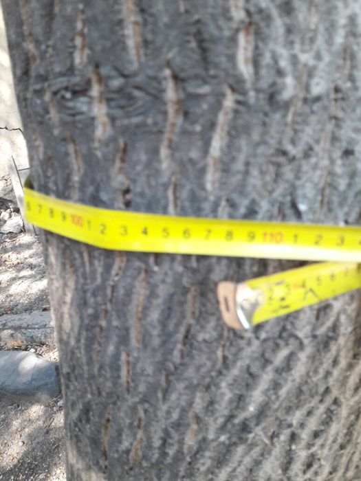 Продам дерево орех на спил