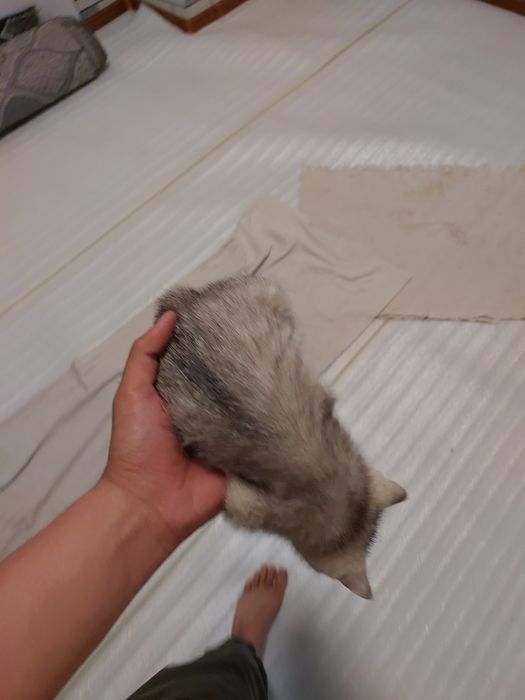 Скоттиш страйт с окрасом серебристой шиншилы