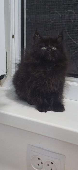 Мейн_кун девочка продаю