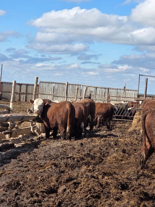 Продаётся скот отборный