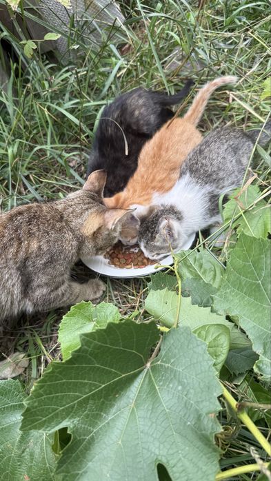 Котята ищут семью