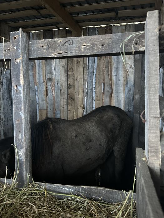 Продам лошадей с откорма.