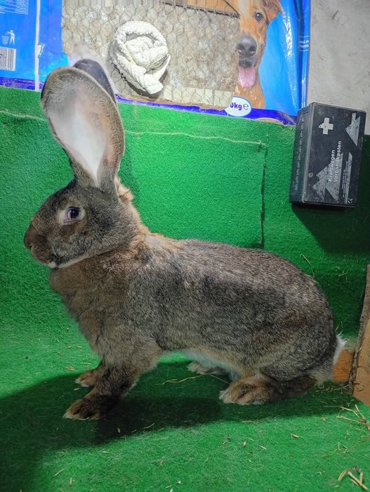 Femelă și mascul uriaș german disponibili