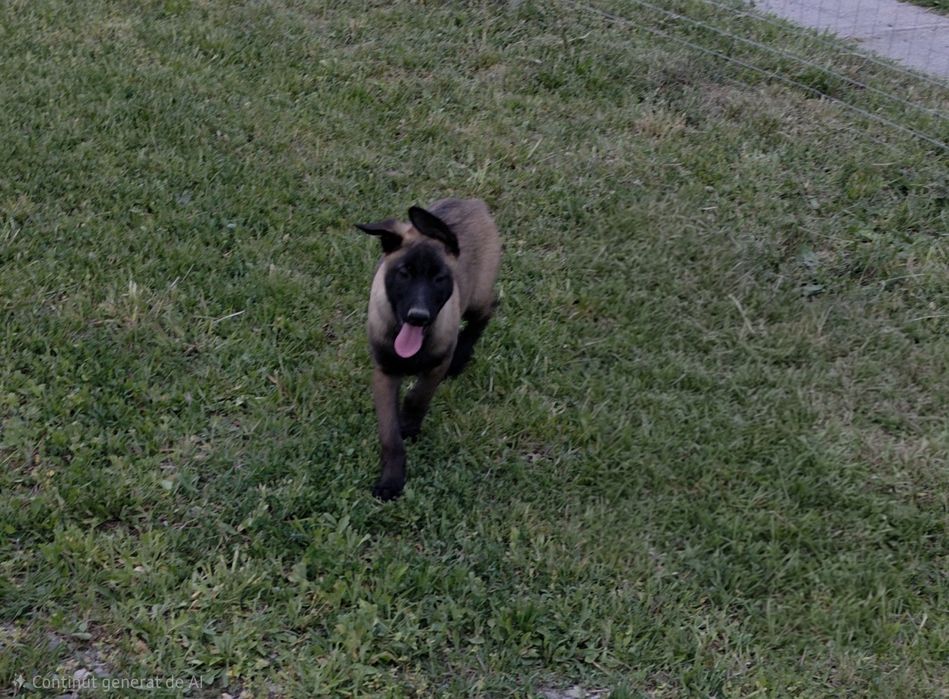 Mascul ciobănesc belgian malinois