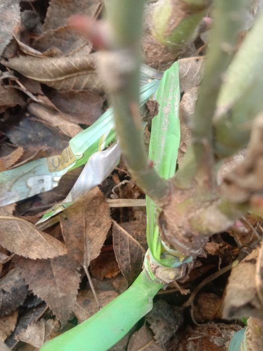 Atrgul toza qora maga