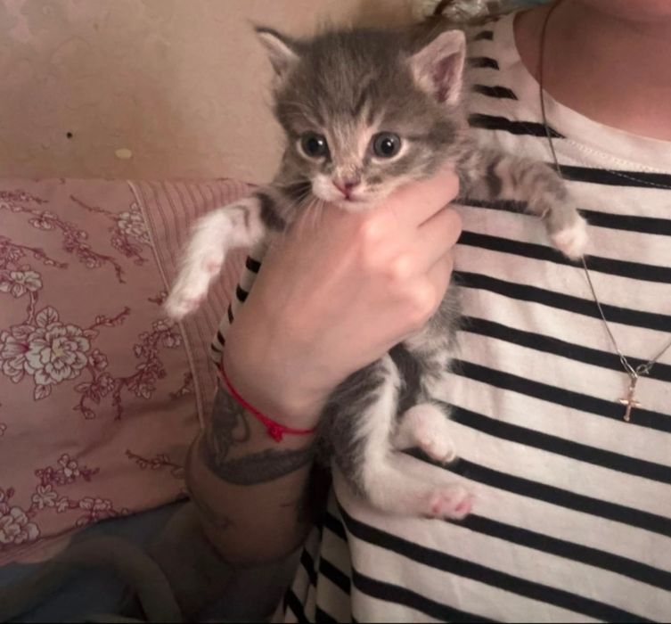 Котята пушистые, 6 штук