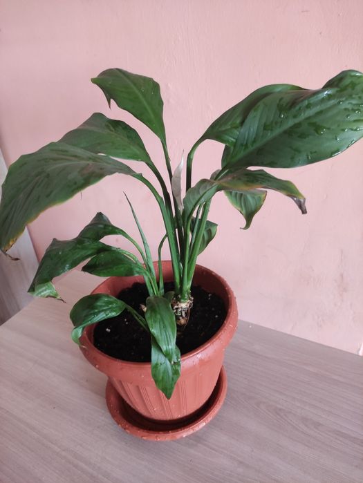 Женское счастье продам