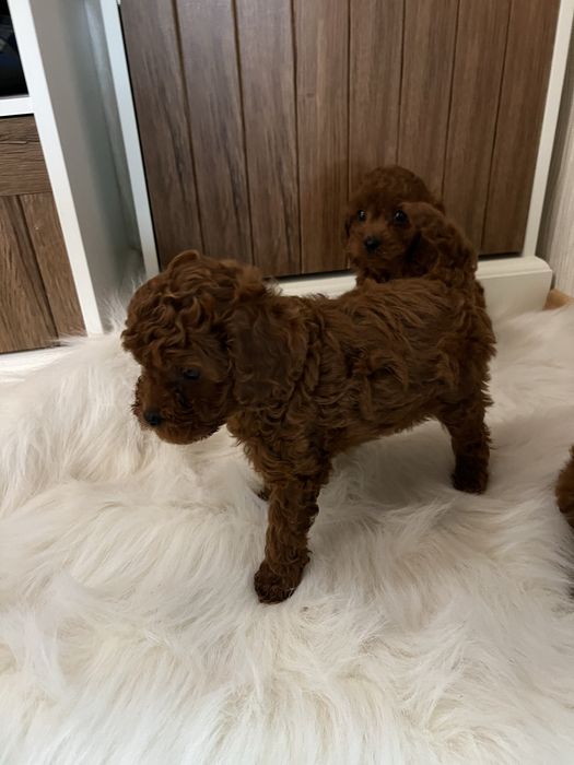 Пудел той мини пудел