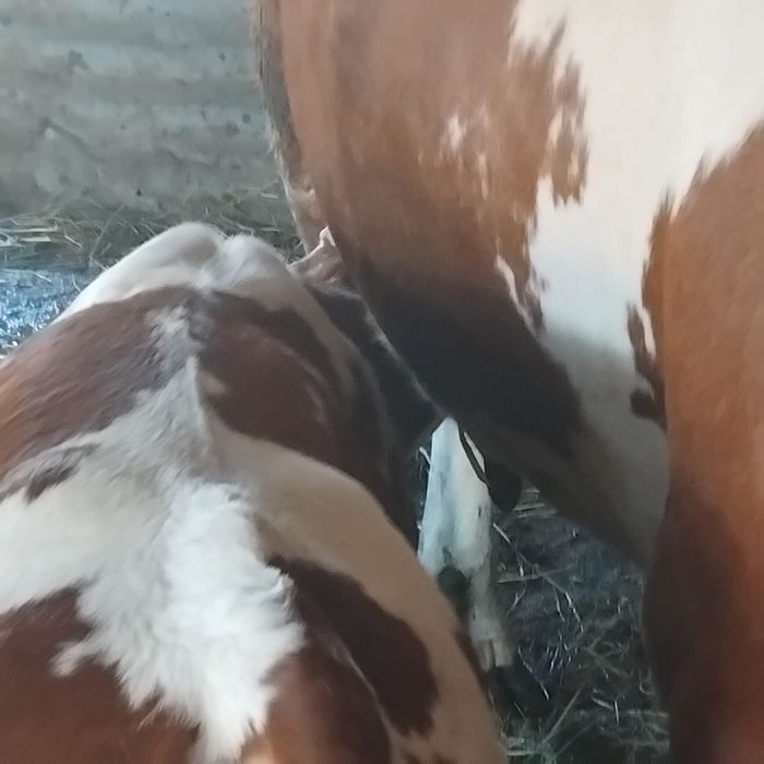 vand vaca cu tot cu vitel