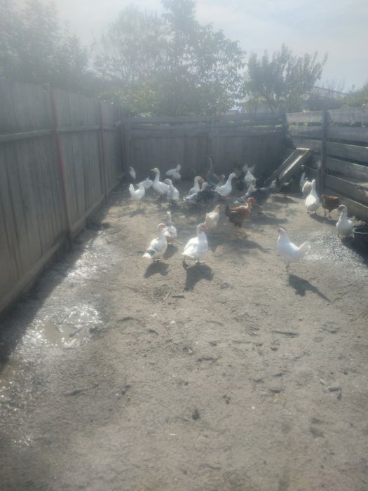 Puicuțe porumbac,negre,
