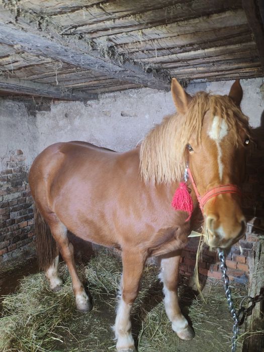 Vând o mânza de un an și 5 luni