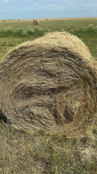Сено круглый тюк шоп