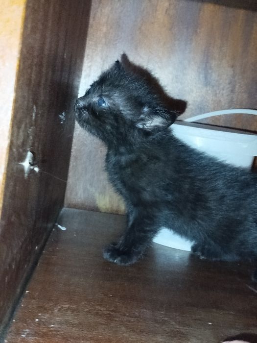 Siam skotc folt bolalari