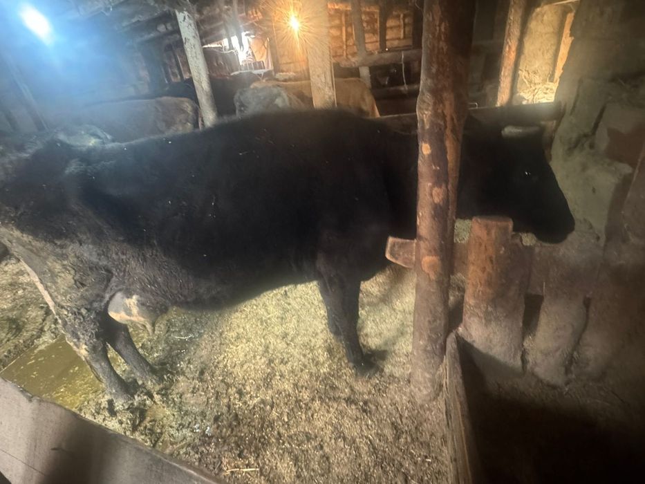 Продам коров сиыр