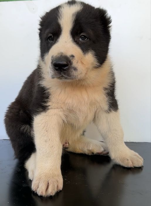 Супер щенки алабая!
