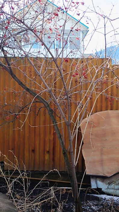 Калина саженец молодой